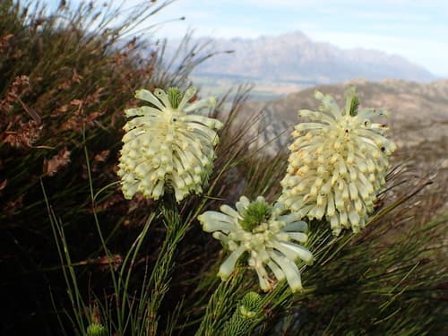 Bottle Green Heath (Wild Specimen)