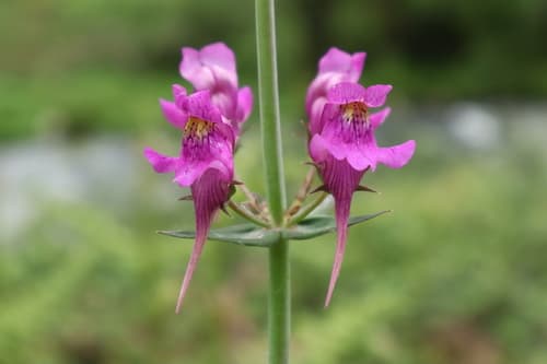 Three Birds Toadflax