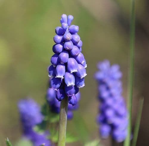 Garden Grape-hyacinth