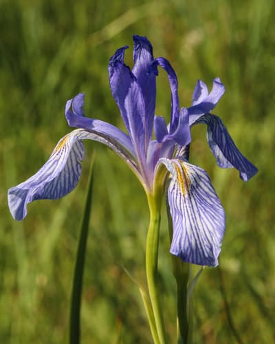 Western Blue Flag Iris