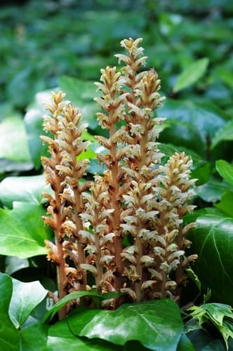 Ivy Broomrape