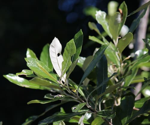 Coast Silver-oak Bonsai