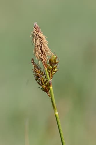 Spring Sedge