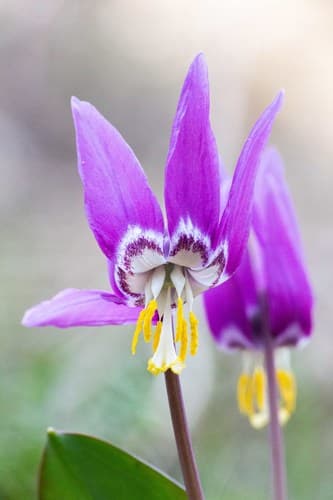 Siberian Fawn Lily