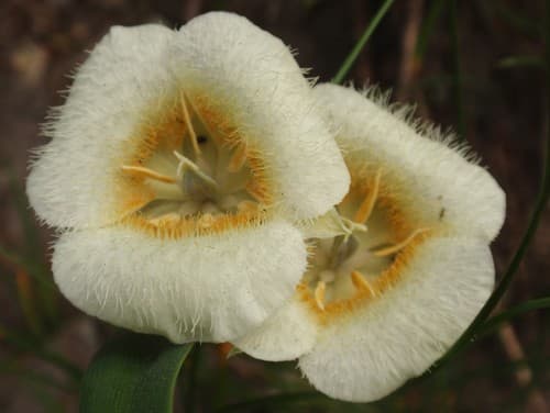 Subalpine Mariposa Lily Flower