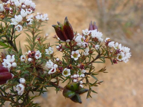 Common Bitterbuchu Bonsai