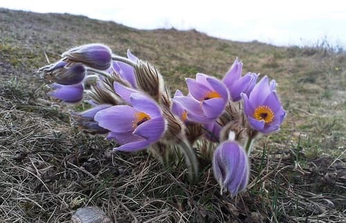 Greater Pasqueflower
