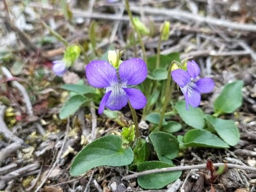 Heath Dog-Violet Bonsai