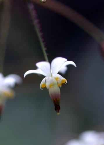Redwood Inside-out Flower