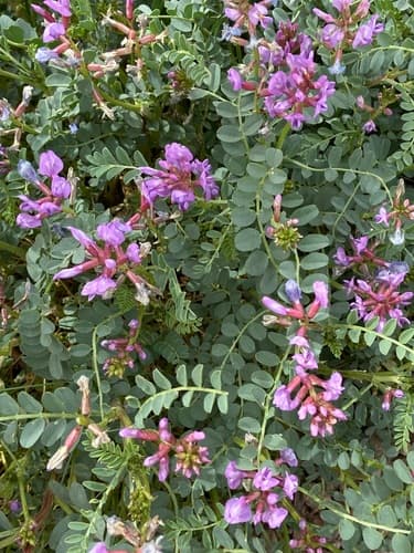 Freckled Milkvetch