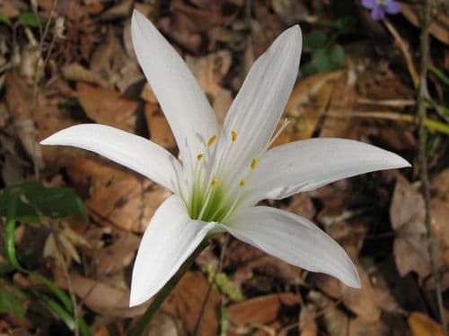 Atamasco Lily