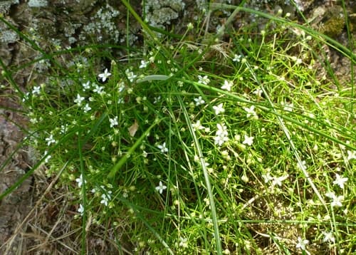 Mossy Sandwort
