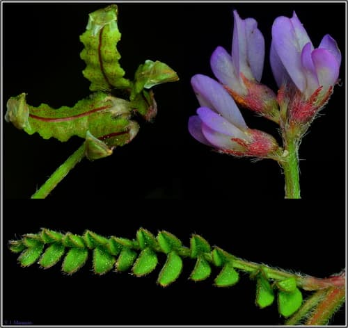 Casbah Biserrula (Plant, Not a Bonsai)