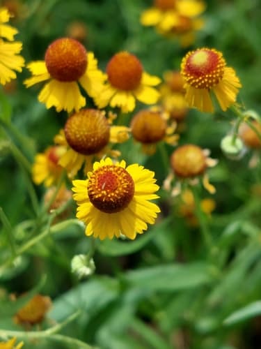 Pretty Sneezeweed