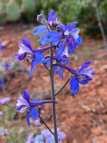 Barestem Larkspur