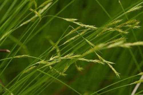 brome-like sedge