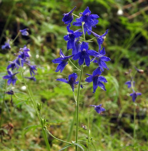 Menzies' Larkspur