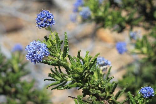 Wartleaf Ceanothus Bonsai