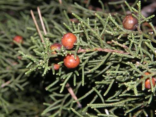 Phoenicean juniper