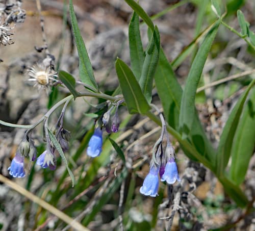 Prairie Bluebells