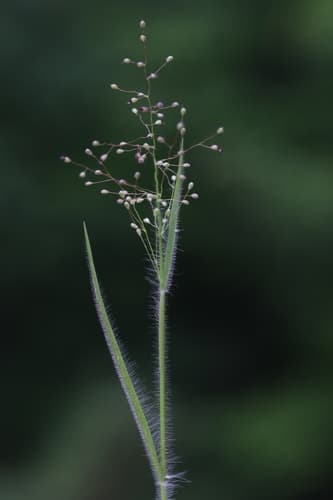 Hairy Rosette-Panicgrass Bonsai
