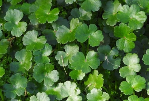 Floating Marsh Pennywort