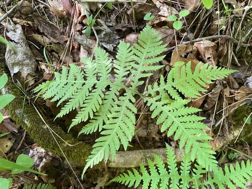 Broad Beech Fern