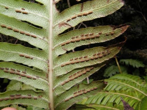 European chain fern
