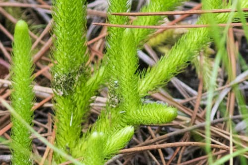 Foxtail Bog Clubmoss