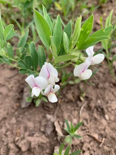 Nevada Sweet Pea