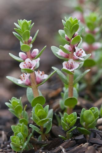 Sea Milkwort Bonsai