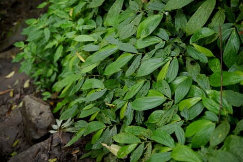 Broadleaf Elatostema