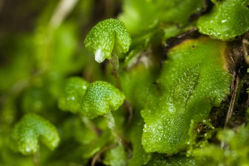 California asterella