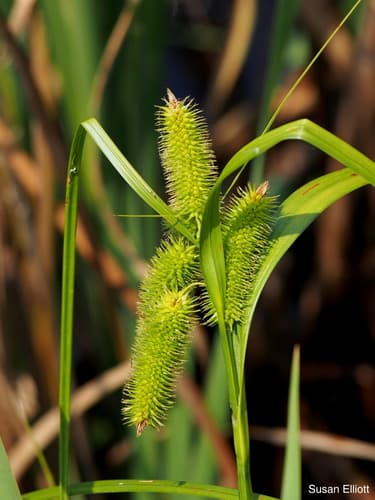 Bristly Sedge