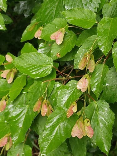 Tatarian Maple Bonsai
