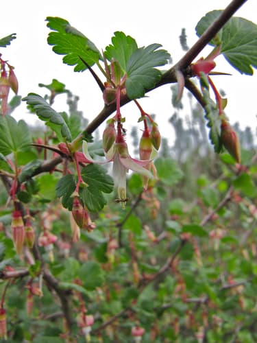 Hillside Gooseberry