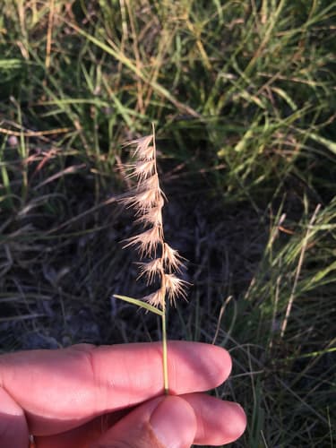 Texas grama