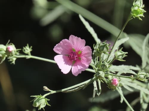 Hemp-leaved Mallow