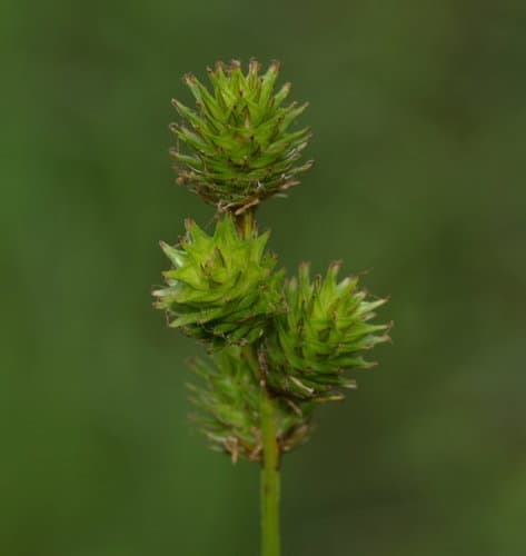 Troublesome Sedge