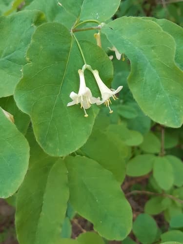 Utah Honeysuckle