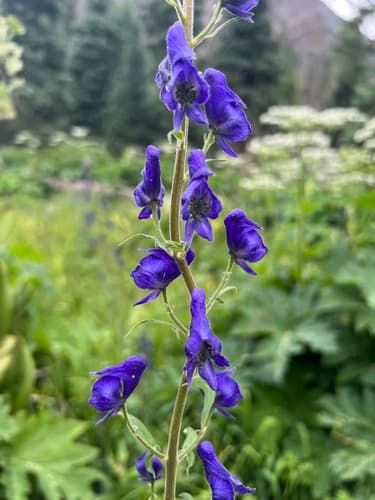 Columbian Monkshood