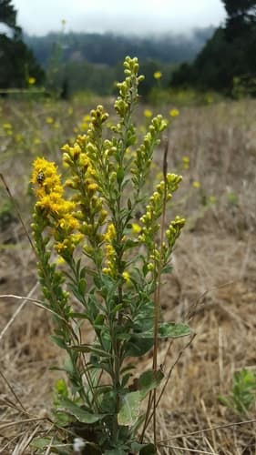 Velvety Goldenrod