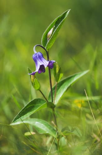 Solitary Virgin's-bower
