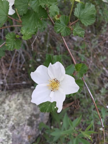 Rocky Mountain Raspberry