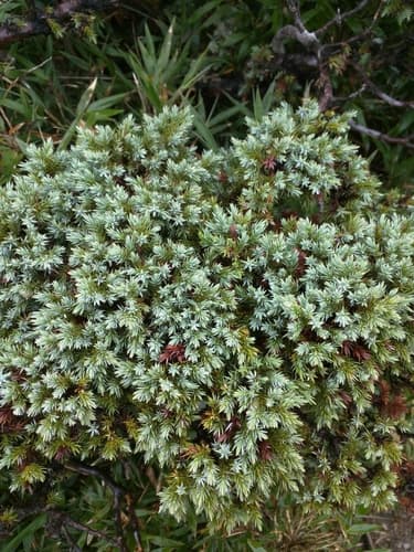 Flaky Juniper Bonsai