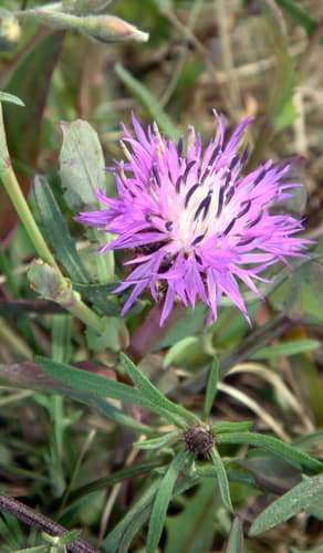 Rough Star-thistle