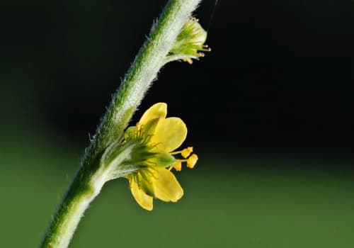 Downy Agrimony Bonsai