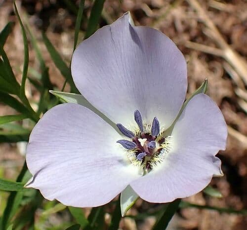Shy Mariposa Lily
