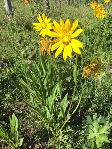 Nodding Dwarf Sunflower