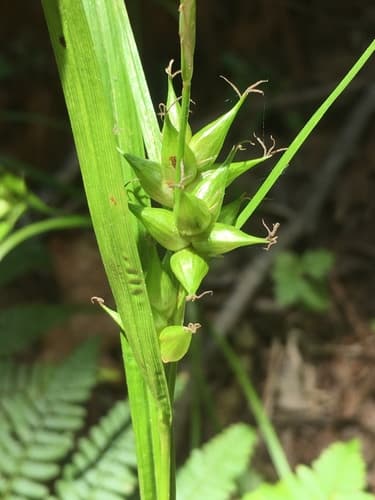 Bladder Sedge